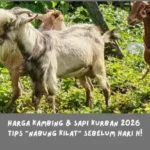 Update Harga Kambing & Sapi Kurban 2026