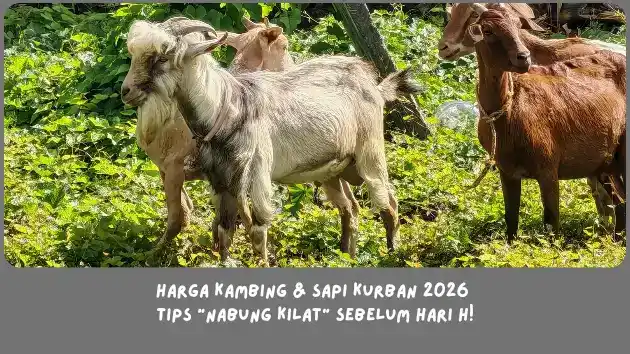 Update Harga Kambing & Sapi Kurban 2026