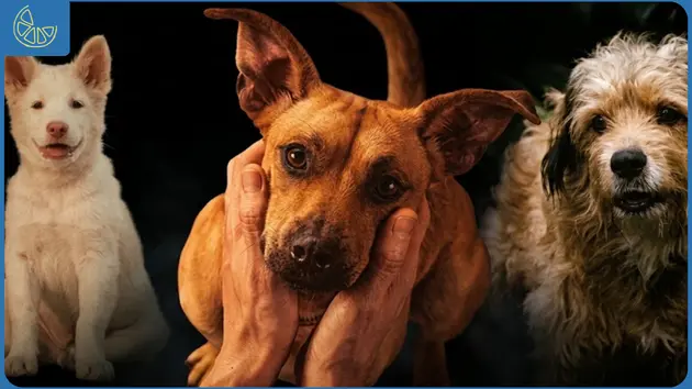 Film tentang Anjing netflix